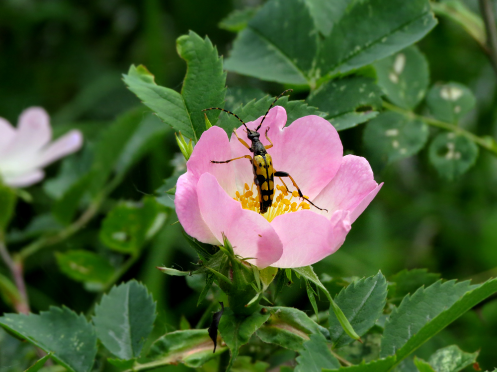 Gefleckter Schmalbock