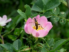 Gefleckter Schmalbock