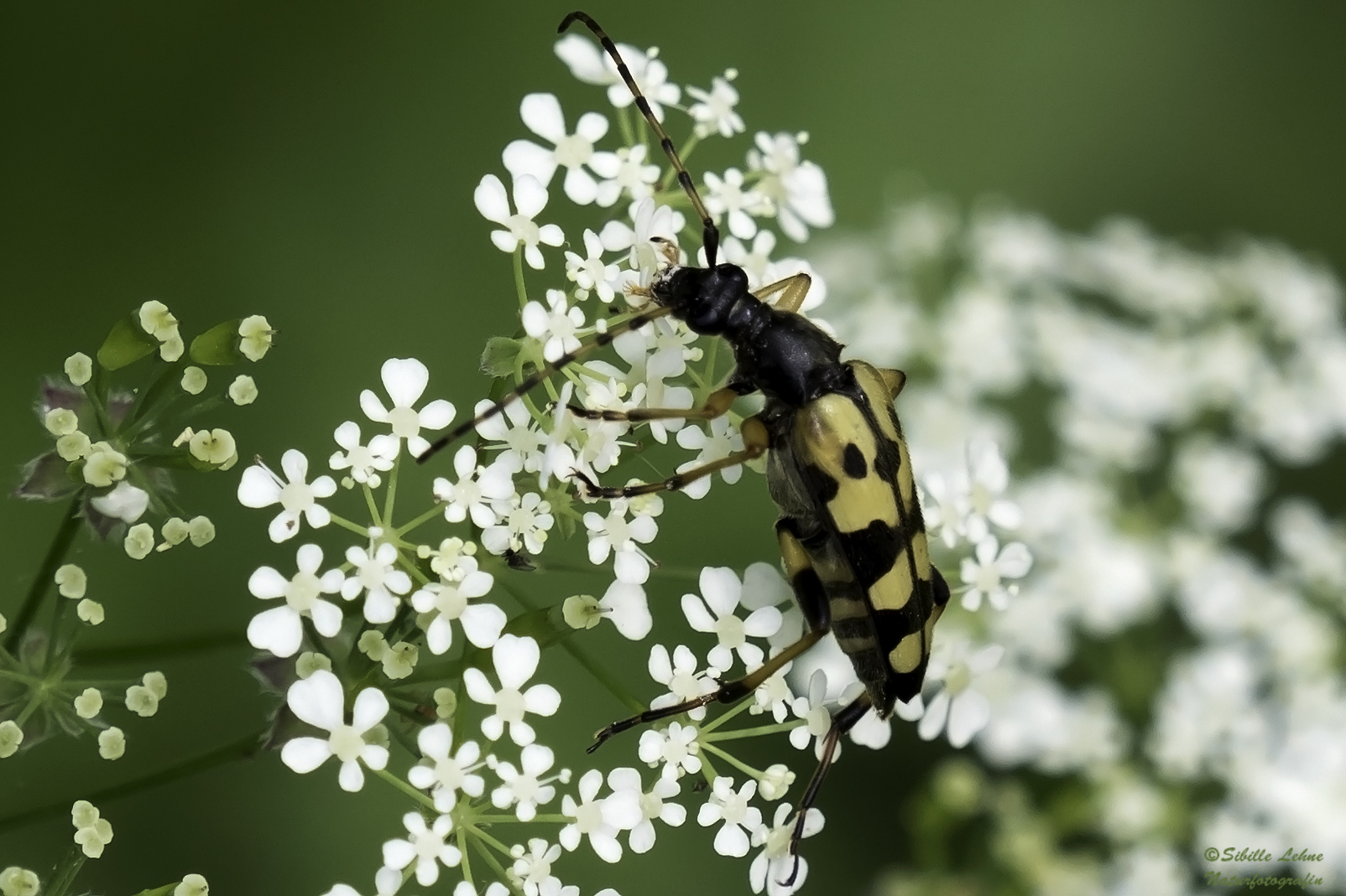 Gefleckter Schmalbock