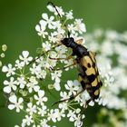 Gefleckter Schmalbock