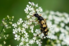 Gefleckter Schmalbock