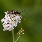 Gefleckter-Schmalbock