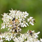 Gefleckter Schmalbock