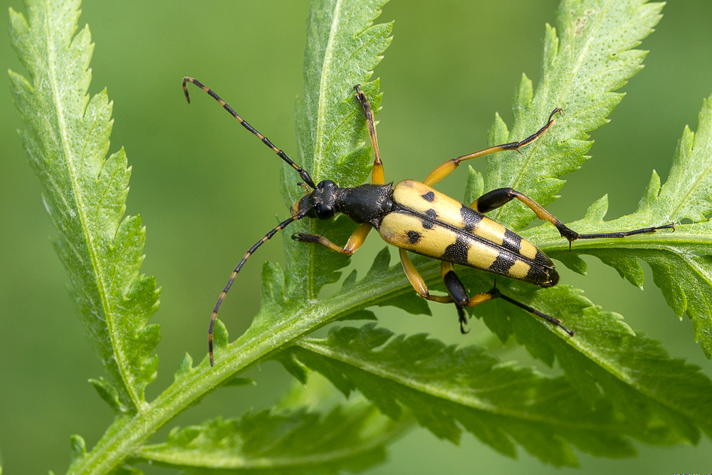 Gefleckter Schmalbock