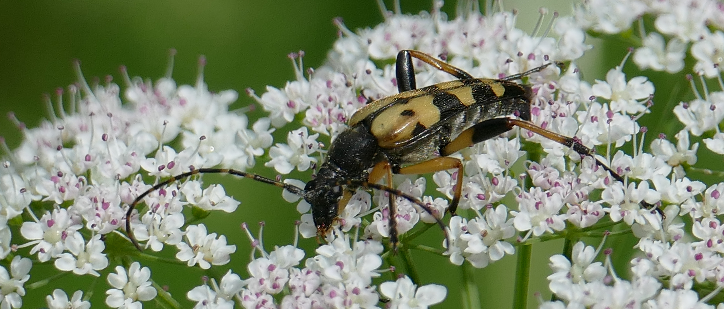 gefleckter Schmalbock