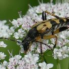 gefleckter Schmalbock