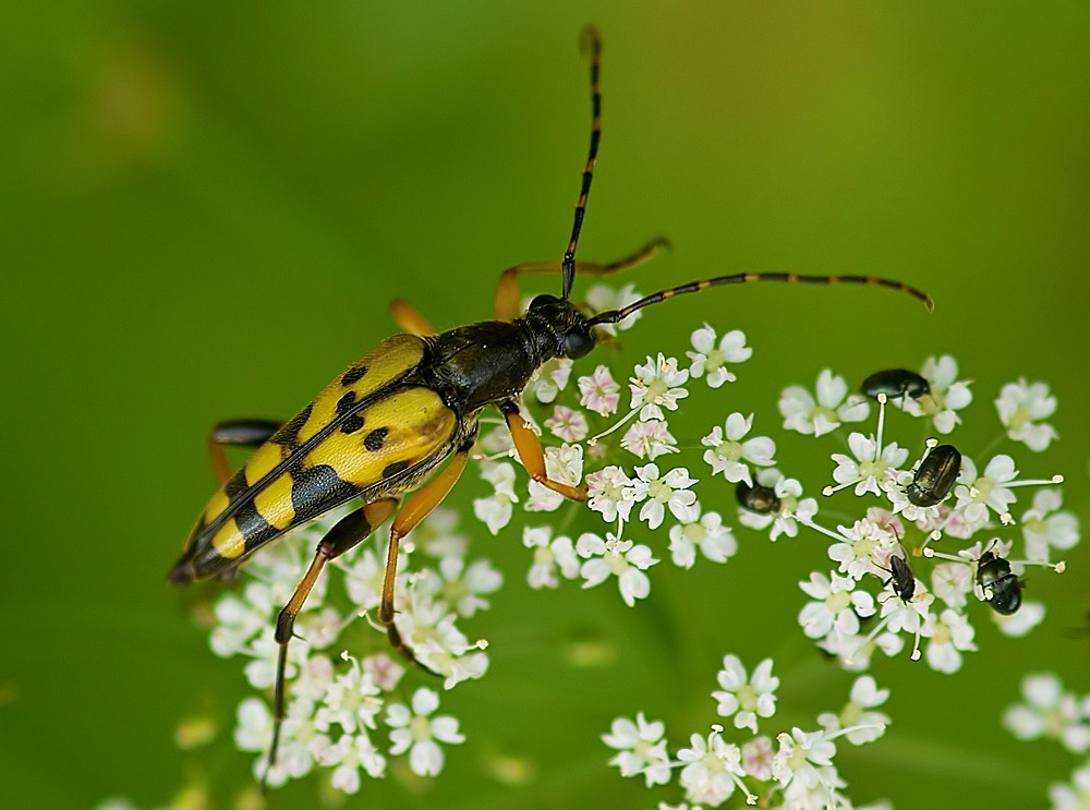 Gefleckter Schmalbock