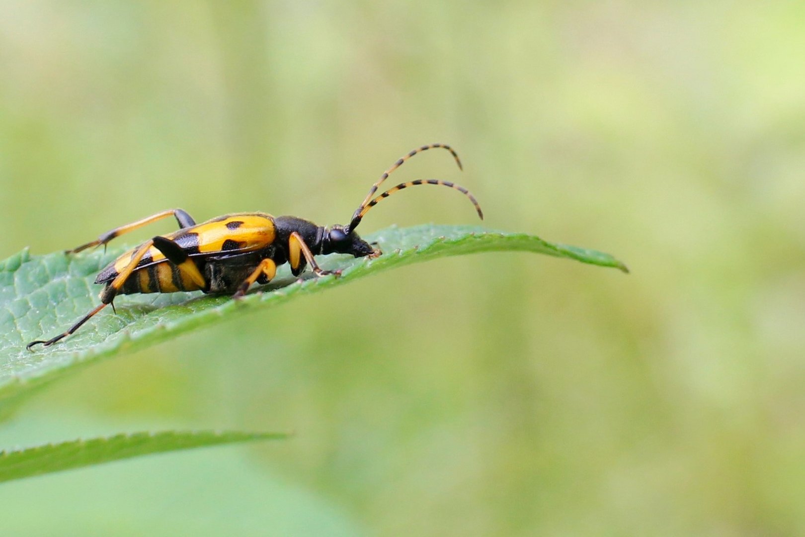 Gefleckter Schmalbock