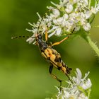 Gefleckter Schmalbock