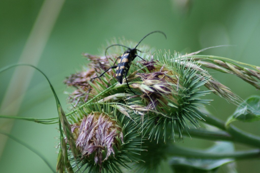 Gefleckter Schmalbock