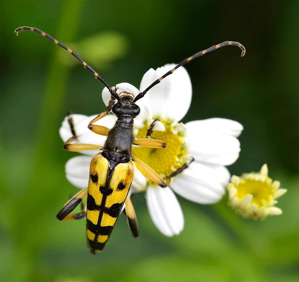 Gefleckter Schmalbock