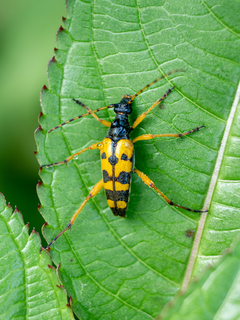 Gefleckter Schmalbock