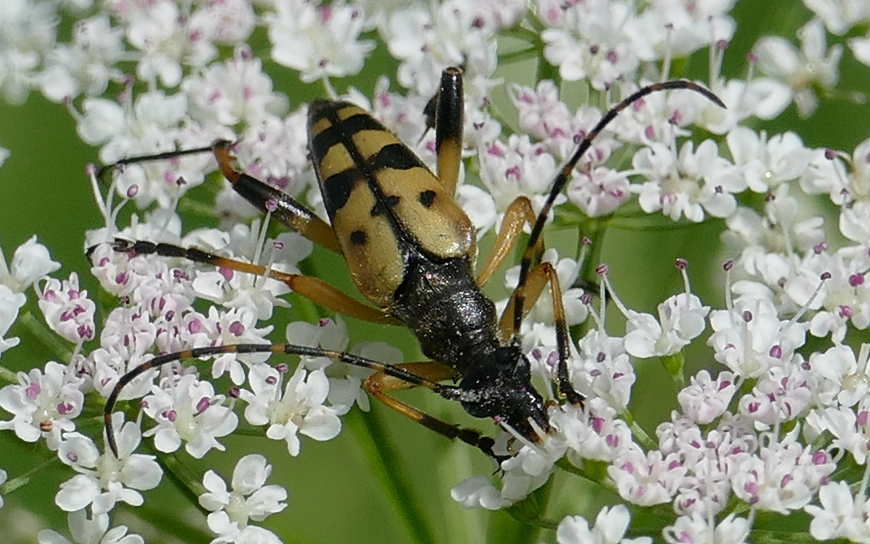 gefleckter Schmalbock