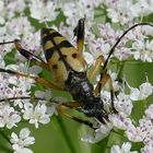 gefleckter Schmalbock