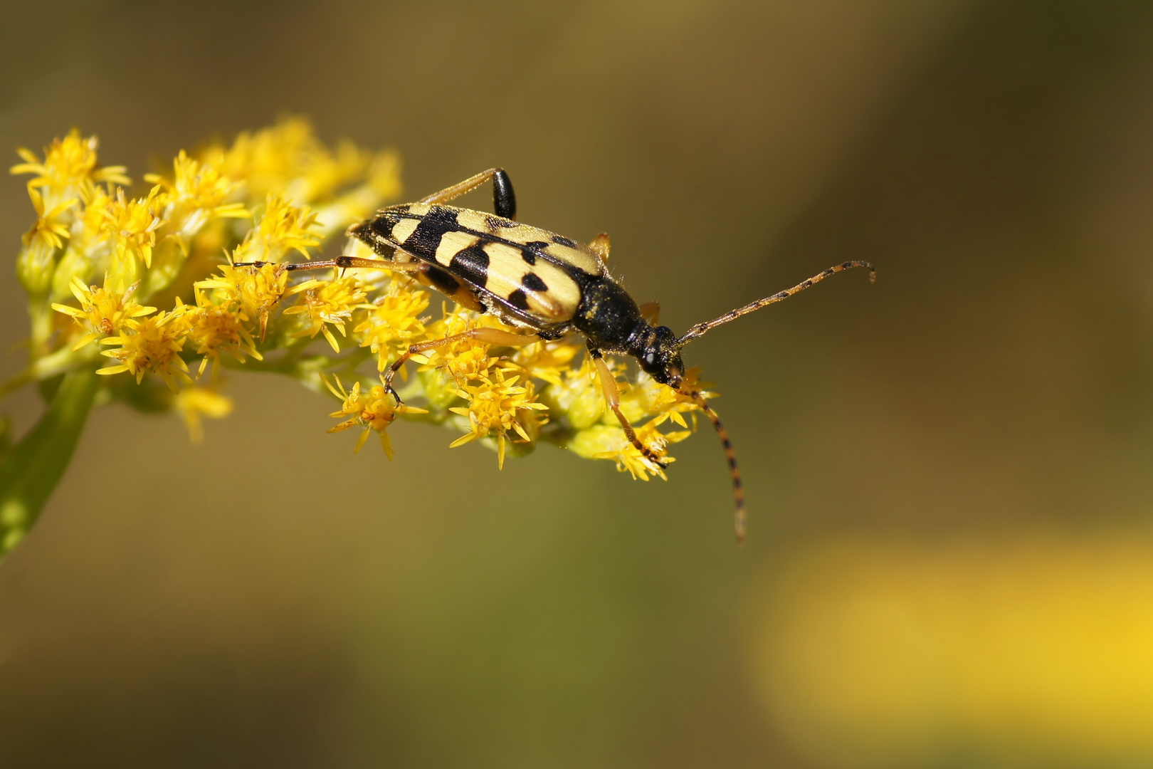 Gefleckter Schmalbock