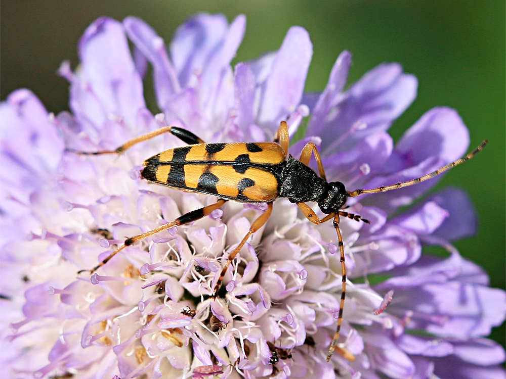 Gefleckter Schmalbock