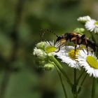 Gefleckter Schmalbock