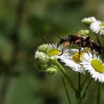 Gefleckter Schmalbock