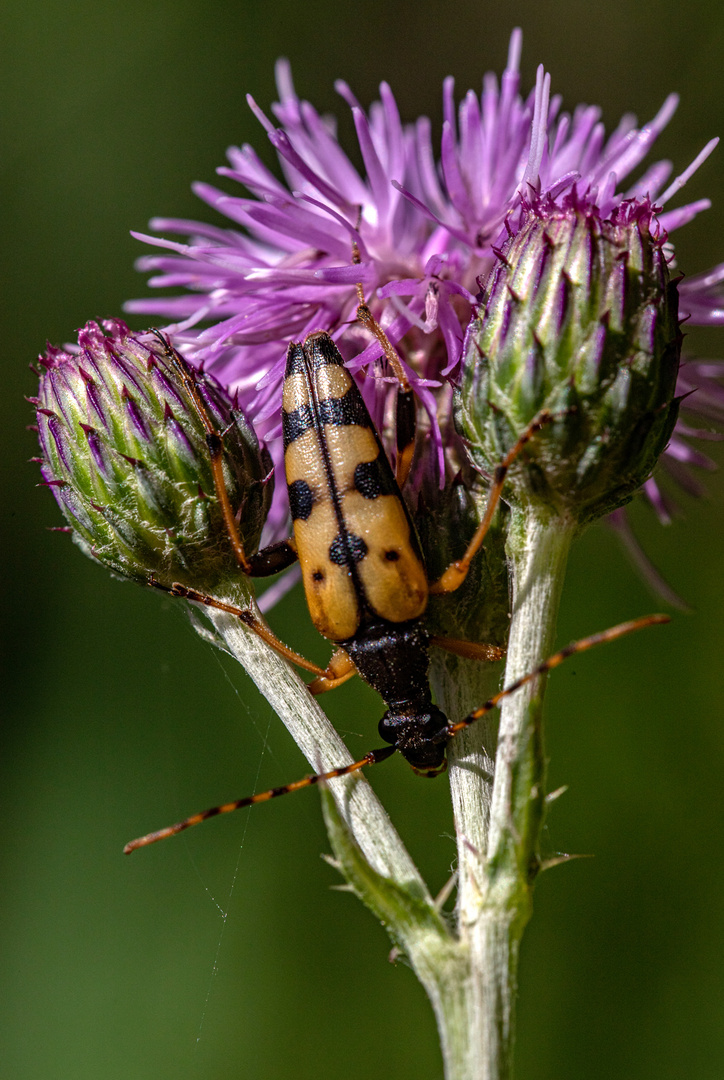 Gefleckter Schmalbock