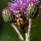 Gefleckter Schmalbock