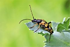 Gefleckter Schmalbock