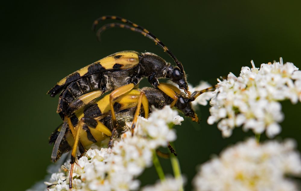 gefleckter schmalbock