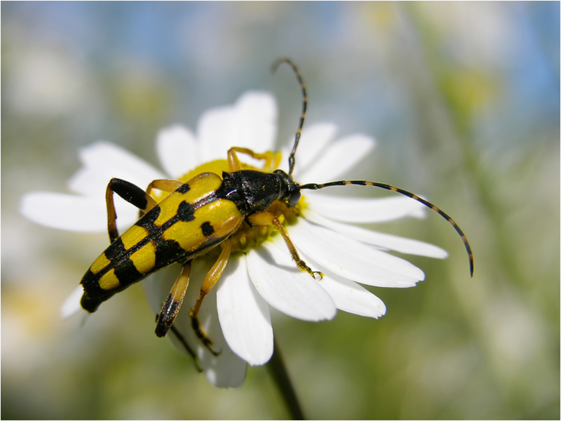 Gefleckter Schmalbock