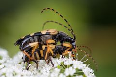 gefleckter schmalbock