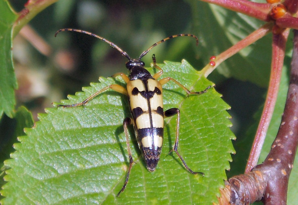 Gefleckter Schmalbock