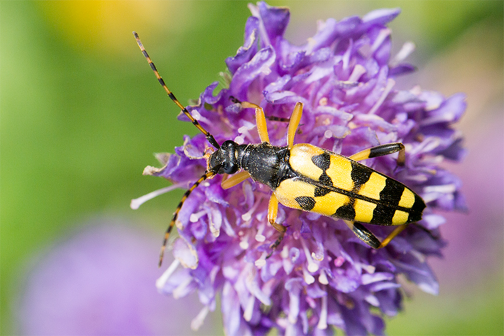 Gefleckter Schmalbock