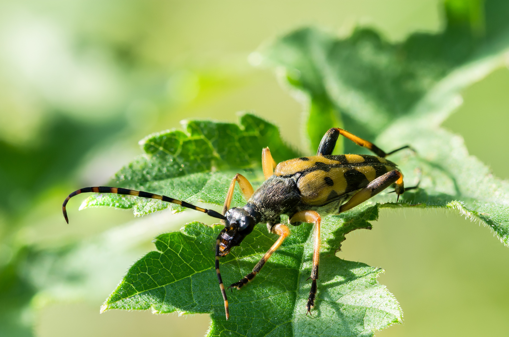 Gefleckter Schmalbock