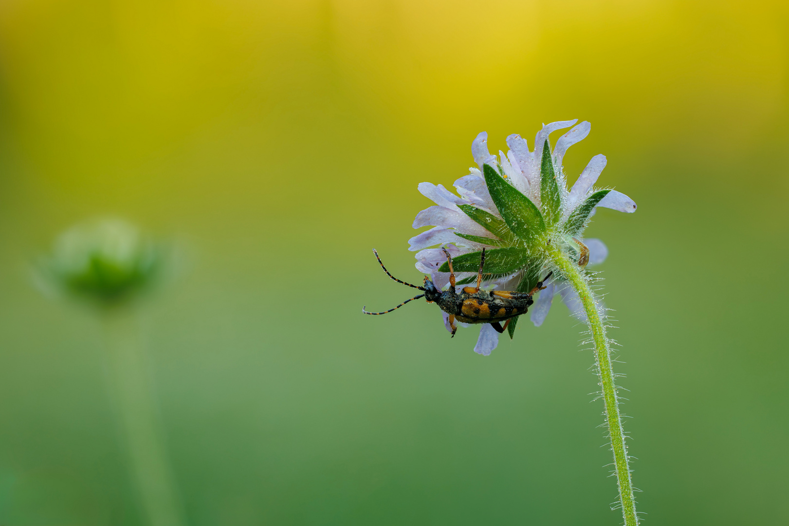 Gefleckter Schmalbock an der Acker-Witwenblume