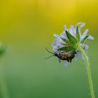 Gefleckter Schmalbock an der Acker-Witwenblume