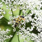 Gefleckter Schmalbock an Wilder Möhre