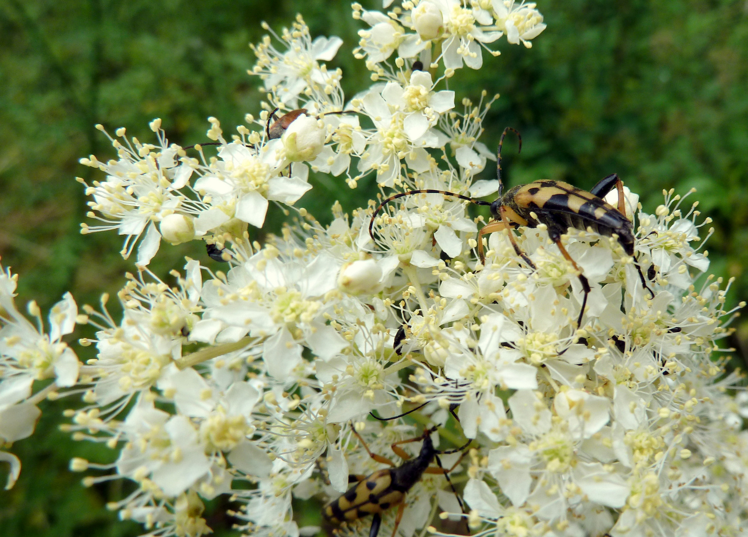 Gefleckter Schmalbock auf Mädesüßblüten