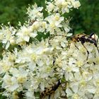 Gefleckter Schmalbock auf Mädesüßblüten