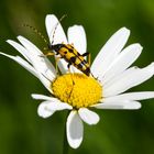 Gefleckter Schmalbock auf Margerite