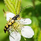 Gefleckter Schmalbock