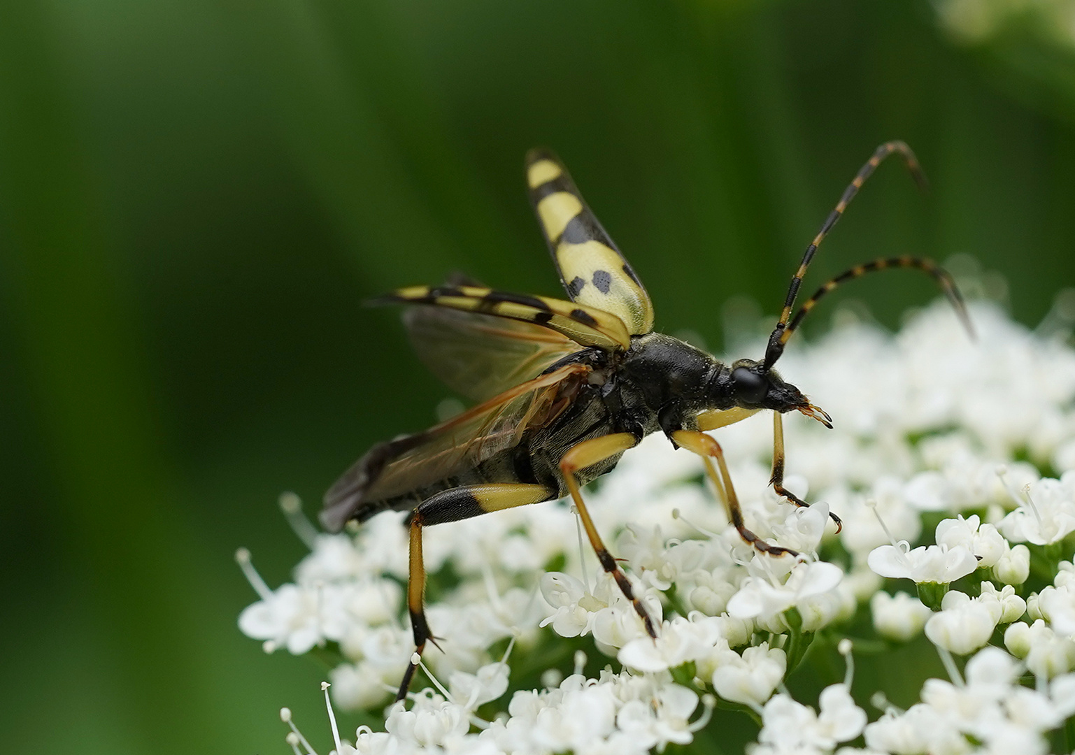 gefleckter Schmalbock