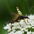 gefleckter Schmalbock