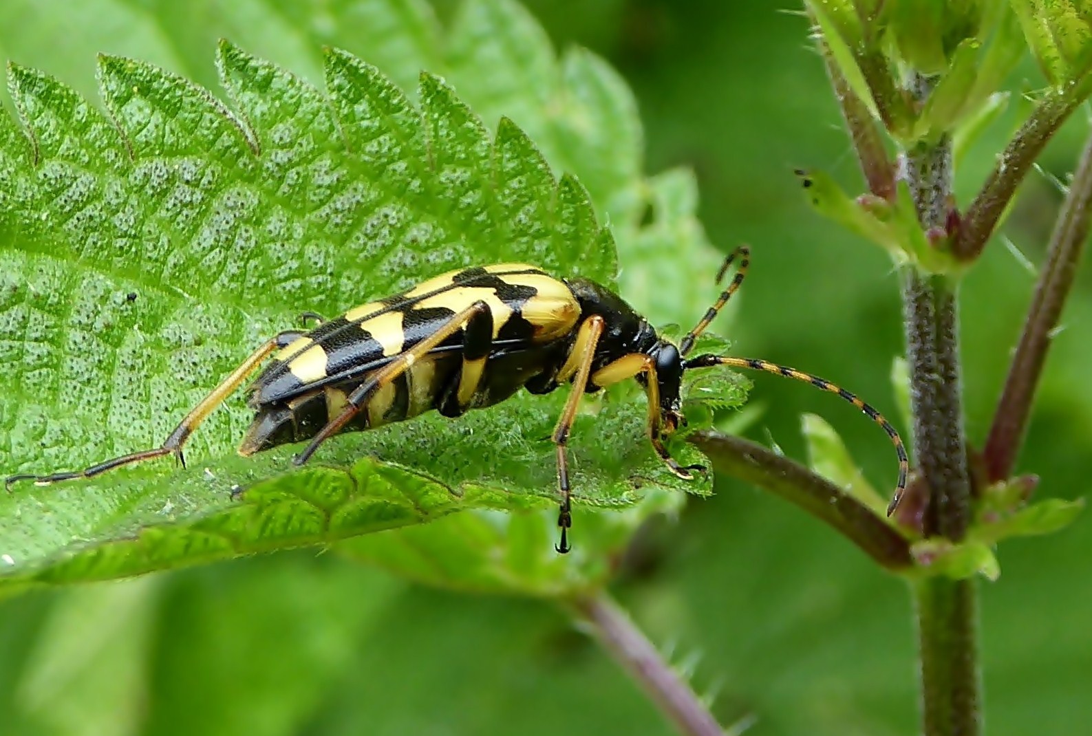 Gefleckter Schmalbock