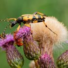 Gefleckter Schmalbock 