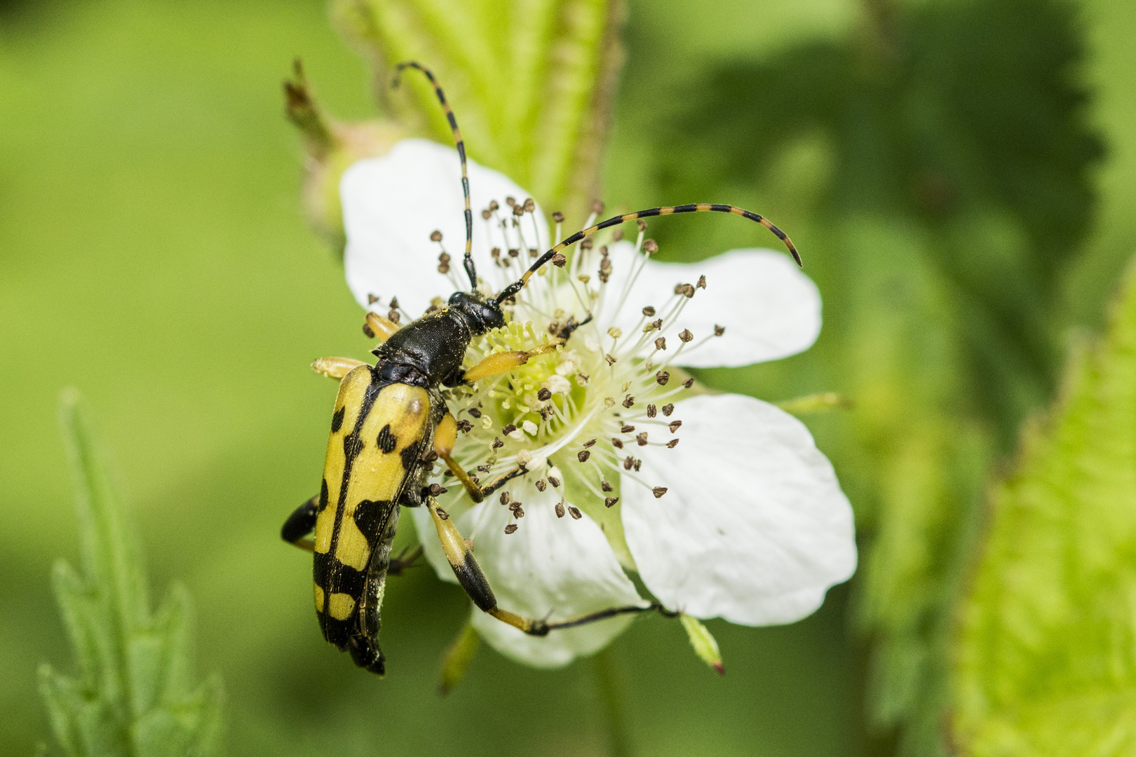 Gefleckter Schmalbock