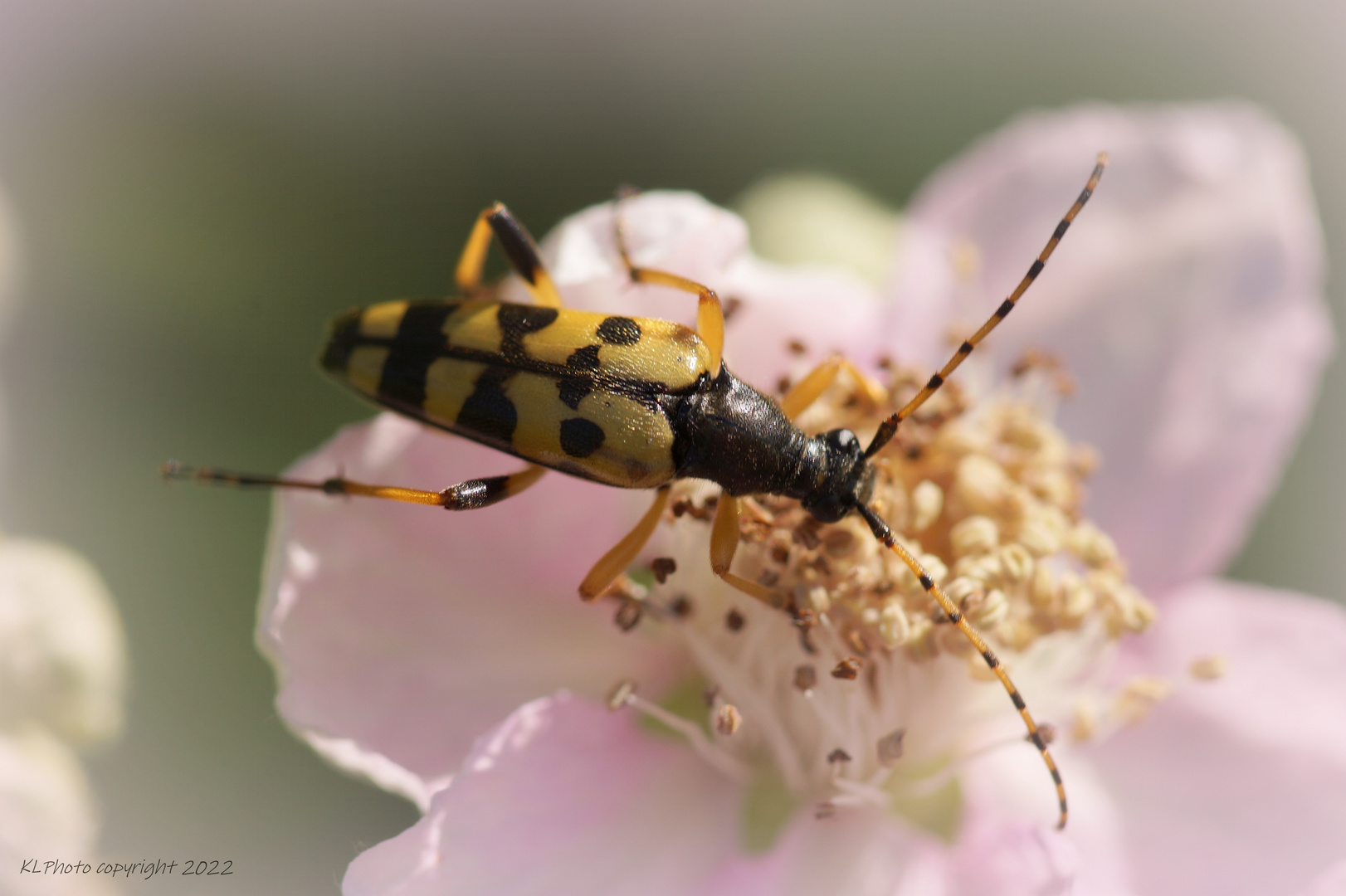 Gefleckter Schmalbock