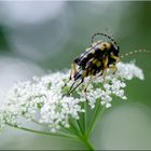 gefleckter Schmalbock