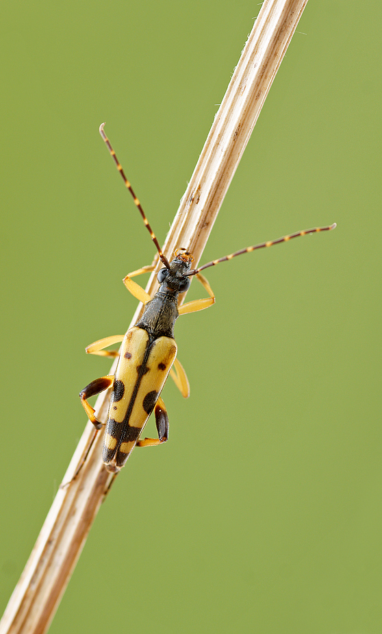 Gefleckter Schmalbock