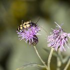 Gefleckter Schmalbock