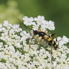 Gefleckter Schmalbock