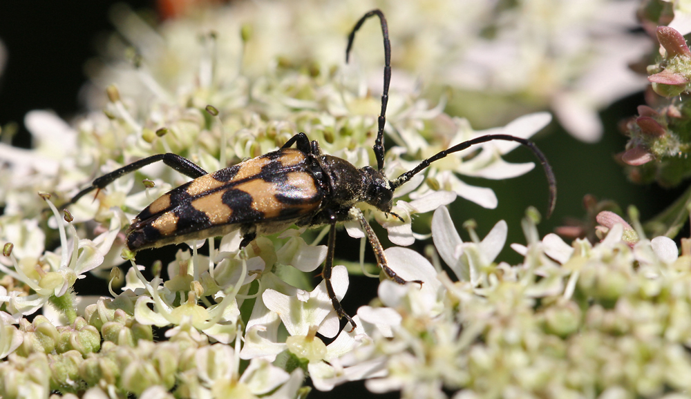 Gefleckter Schmalbock