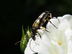 gefleckter Schmalbock